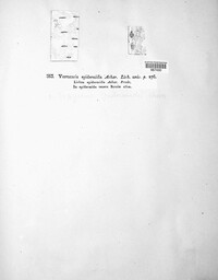 Naetrocymbe punctiformis image